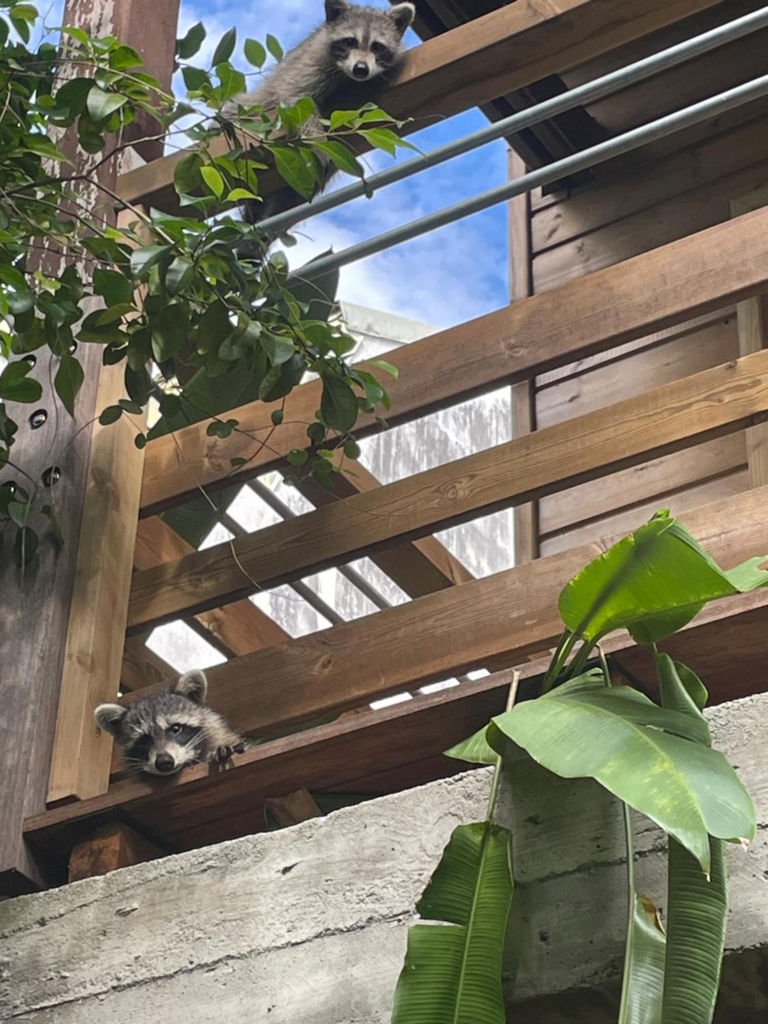 Bungalow Nature Gosier Centre Le Gosier  Εξωτερικό φωτογραφία